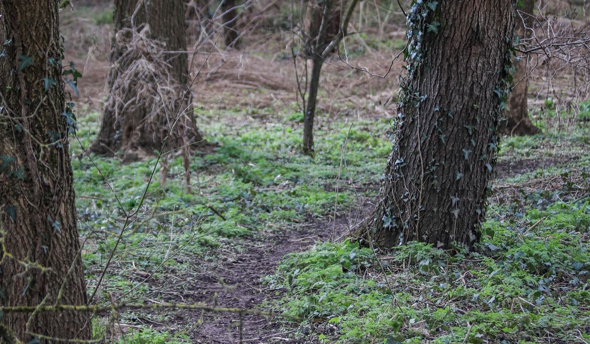 A Beginner's Guide to British Woodland Folklore