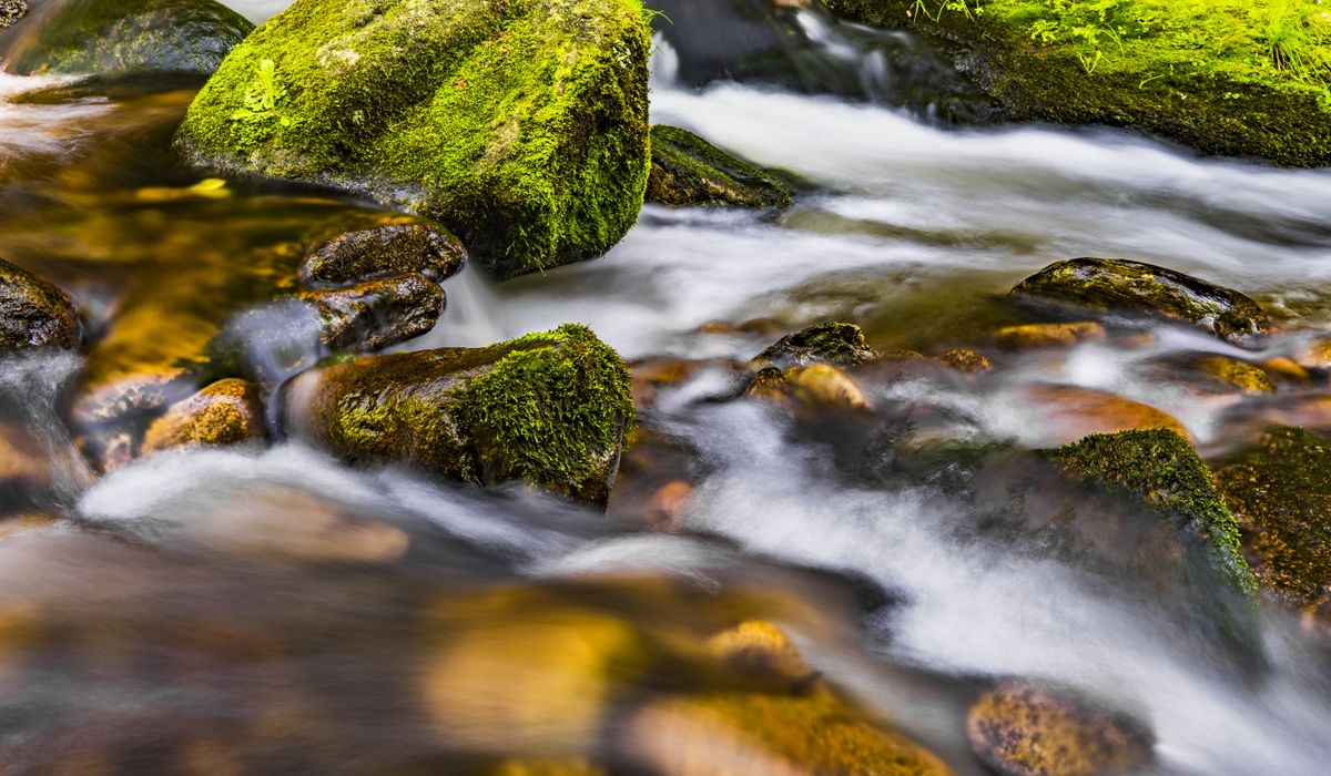Exploring the Ruins of Medieval Hunting Forests