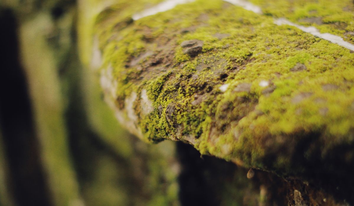 How Woodland Sounds Shape Storytelling and Memory