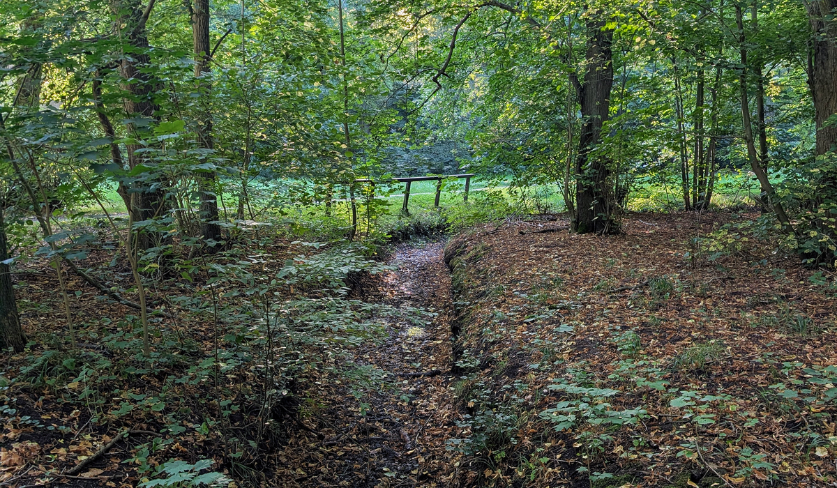 Identifying Common Trees in Ancient British Woodlands