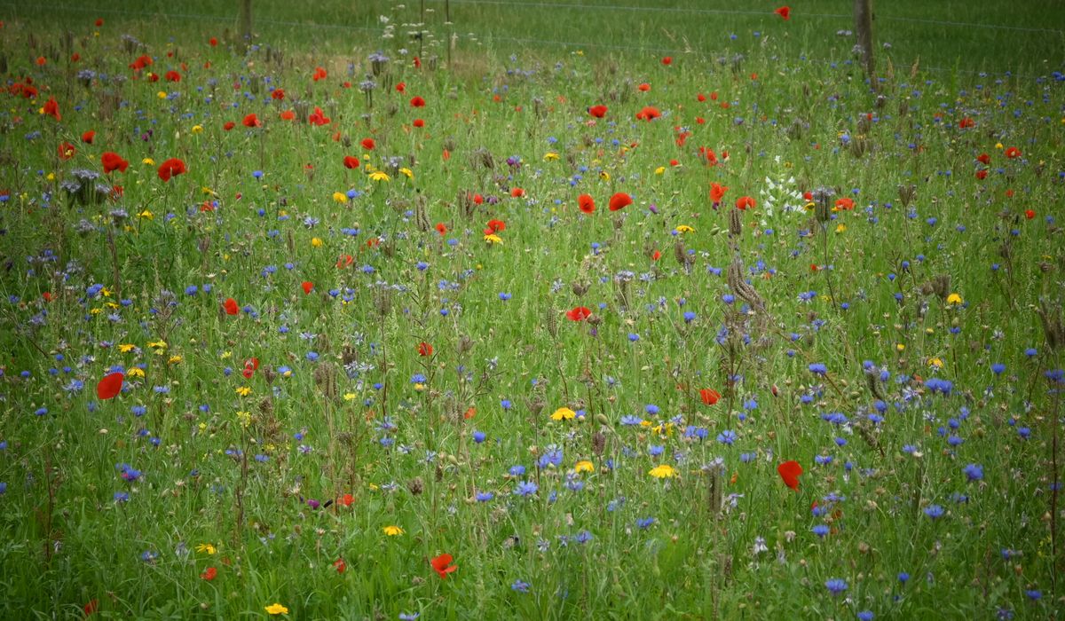 The Customs of May Day in Rural Britain