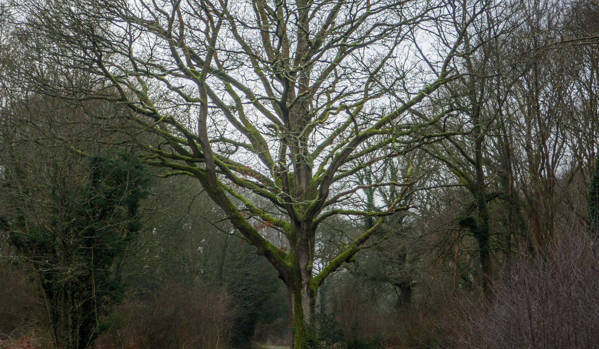 The Role of the Green Man in English Folk Art